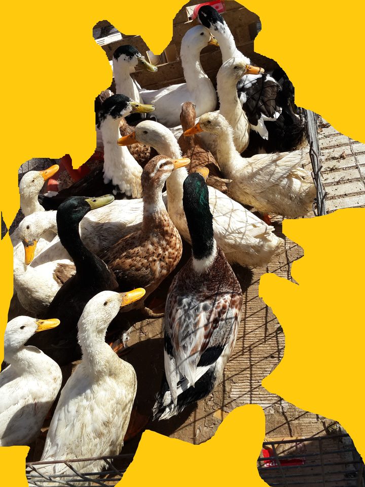 Bitpazarı Eskişehir 2014 'Ördekler'