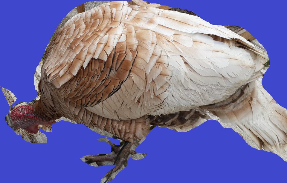 Bitpazarı Eskişehir 2014 “Organik Hindi”