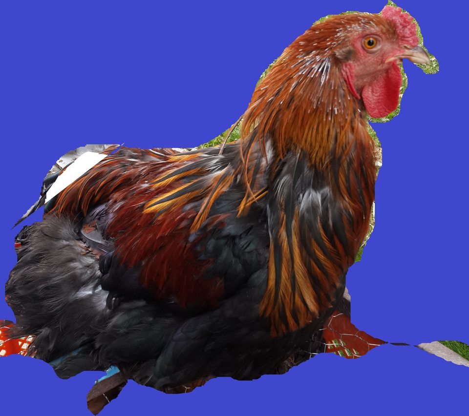 Bitpazarı Eskişehir 2014 “Köy Tavuğu”